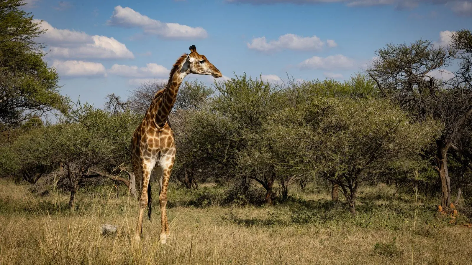 Maun, Botswana