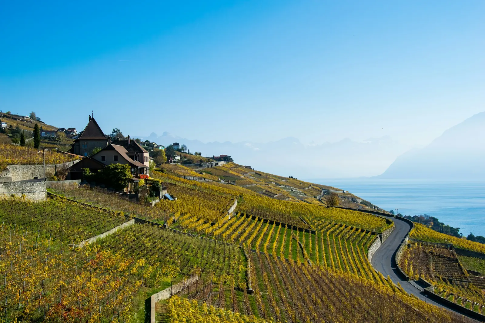 Les vignobles en terrasses de Lavaux, au bord du Léman, en Suisse
